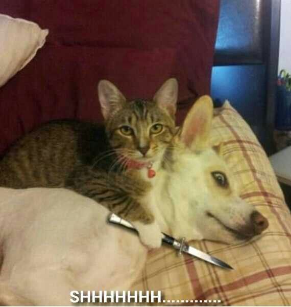 cat with knife.jpg